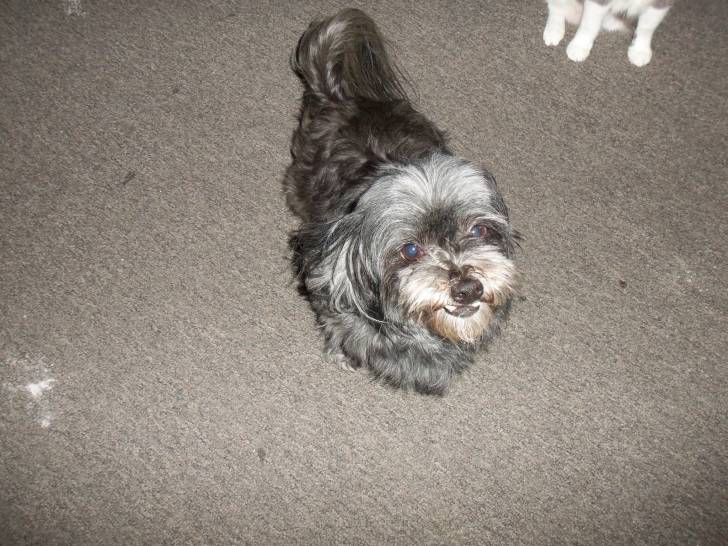 Miley - Lhassa Apso