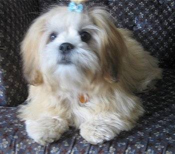Grthathia - Lhassa Apso (7 mois)