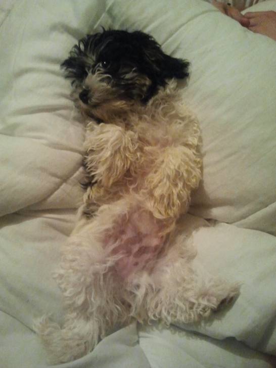 Harry - Lhassa Apso Mâle (8 mois)