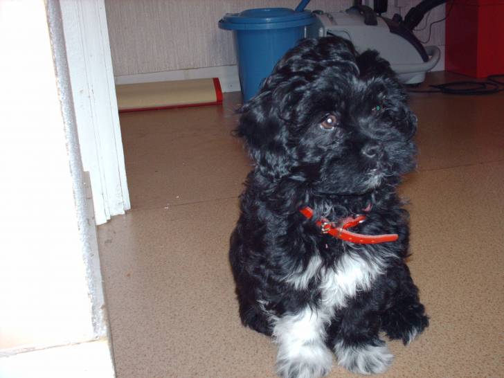Hubble - Lhassa Apso Mâle (4 ans)