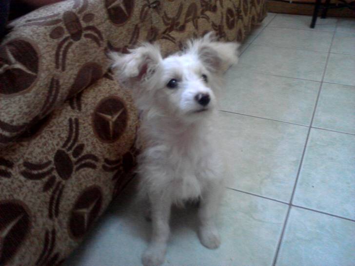 snowy - Lhassa Apso (1 an)