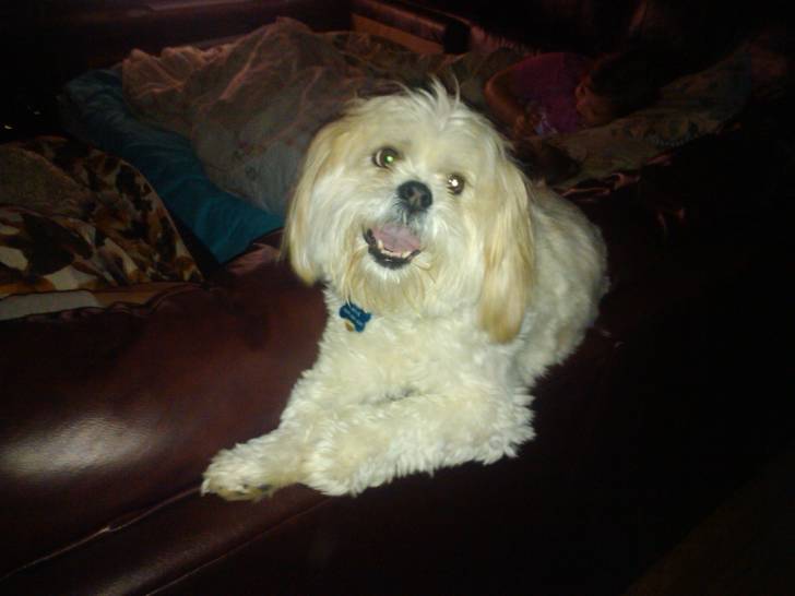 Max - Lhassa Apso Mâle (8 ans)