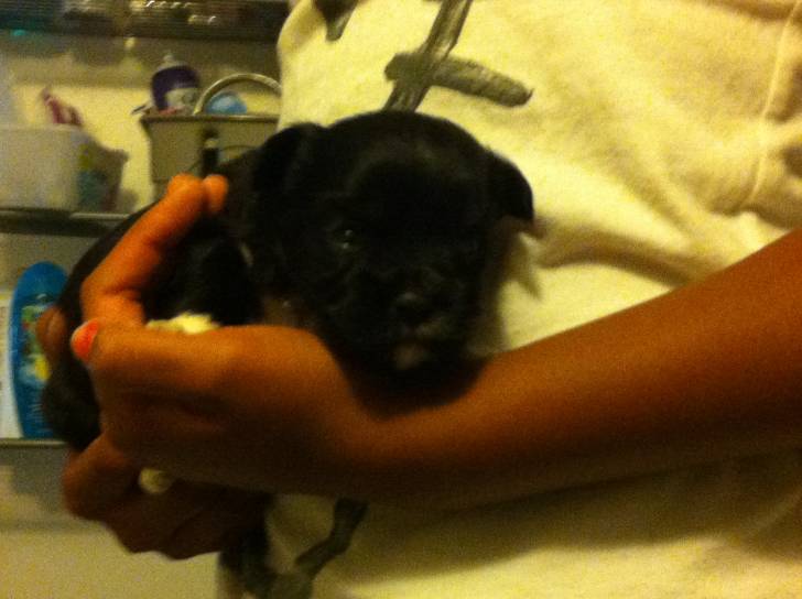 nola - Lhassa Apso (1 mois)