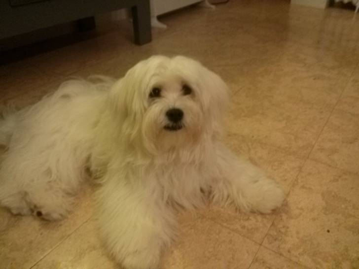 Ipso - Lhassa Apso Mâle (8 mois)