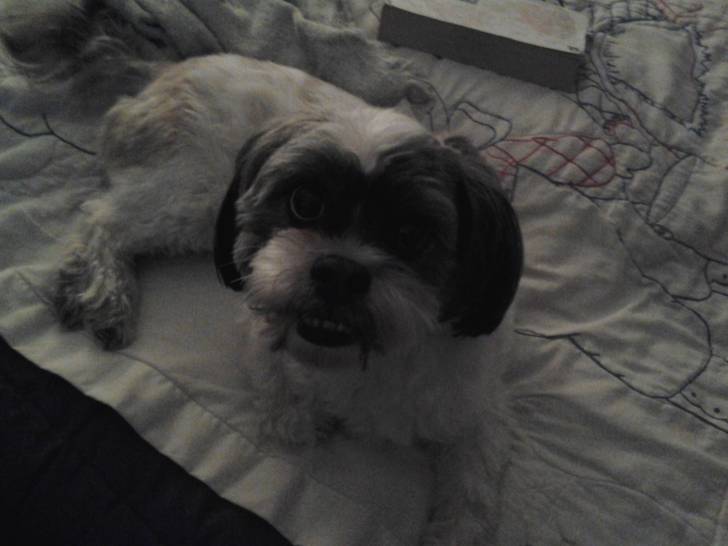 max - Lhassa Apso Mâle (4 ans)