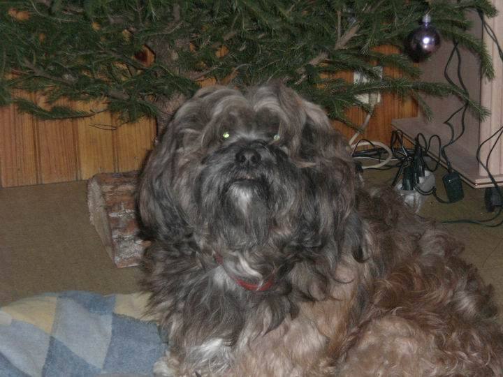 Photo Lhassa Apso