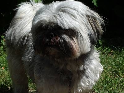Tosca lhassa-apso - Lhassa Apso