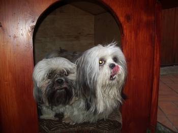 Lhassa-apso - Lhassa Apso