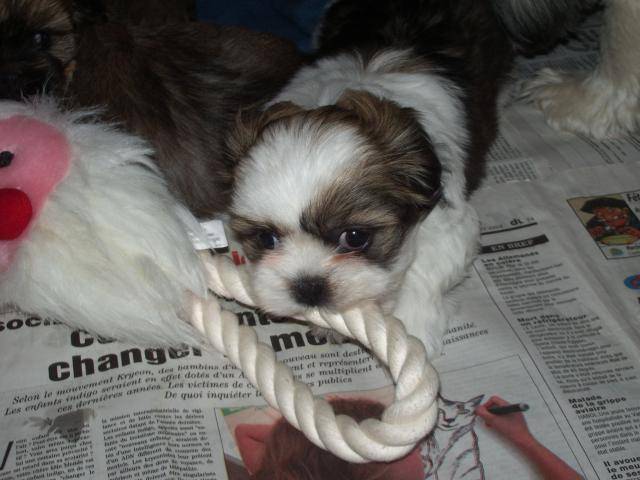 Lhassa-apso - Lhassa Apso