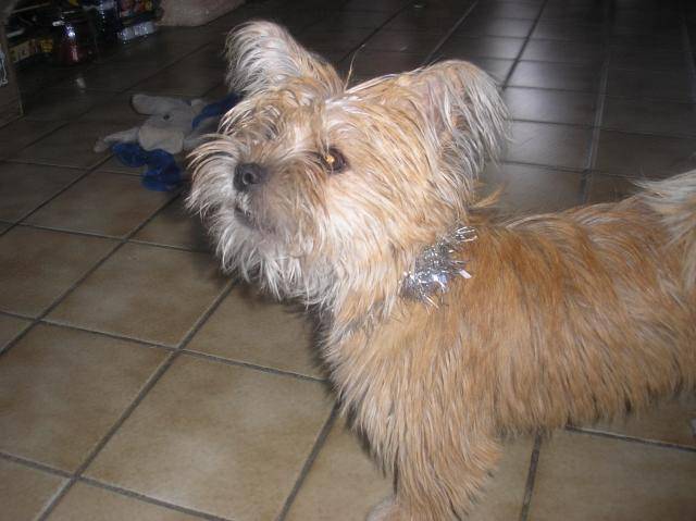 chipie croiser avec un Lhassa Apso et un Yorshiers - Lhassa Apso