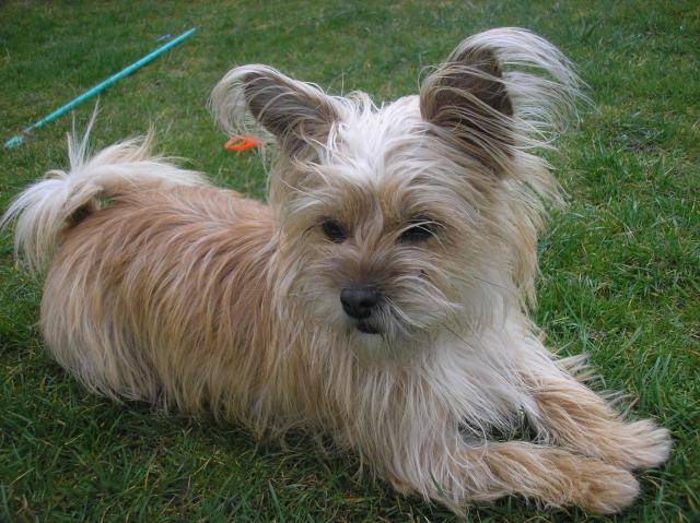 chipie croiser avec un Lhassa Apso et un Yorshiers - Lhassa Apso