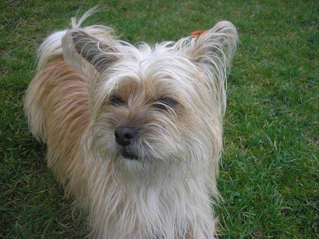 chipie croiser avec un Lhassa Apso et un Yorshiers - Lhassa Apso