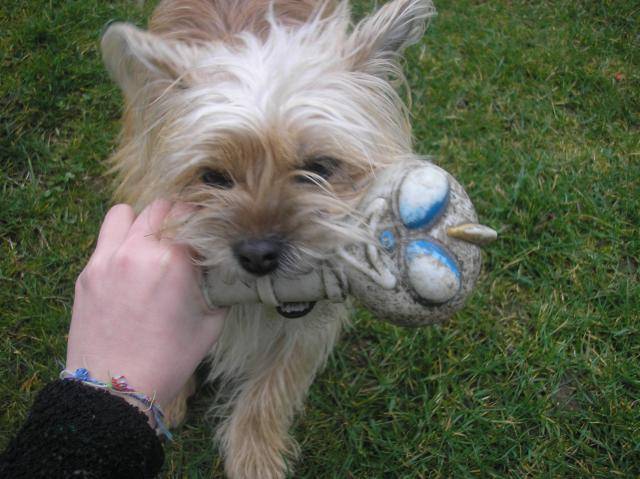 chipie croiser avec un Lhassa Apso et un Yorshiers - Lhassa Apso