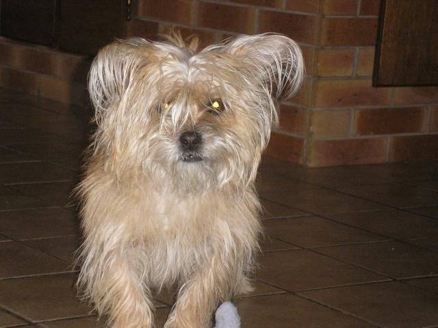 chipie croiser avec un Lhassa Apso et un Yorshiers - Lhassa Apso