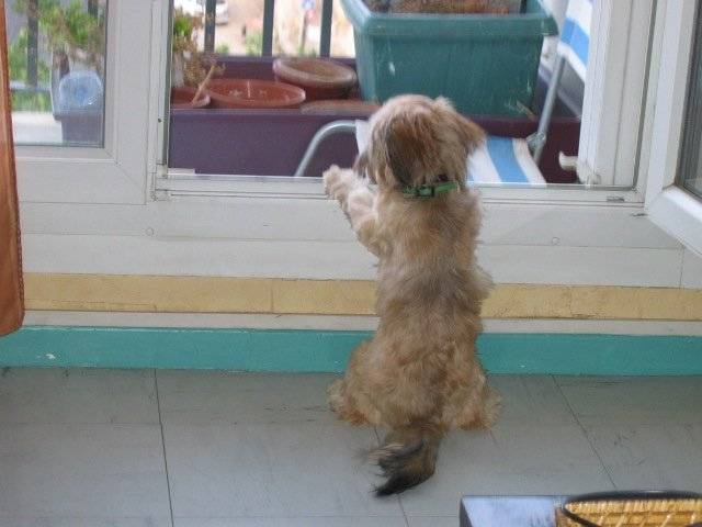 lhassa apso - lhassa - Lhassa Apso