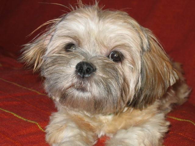 lhassa apso - Lhassa - 6 mois - Lhassa Apso (6 mois)