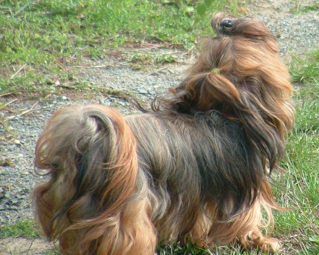 shitsu / lhassa apso? SOGWAI - Lhassa Apso