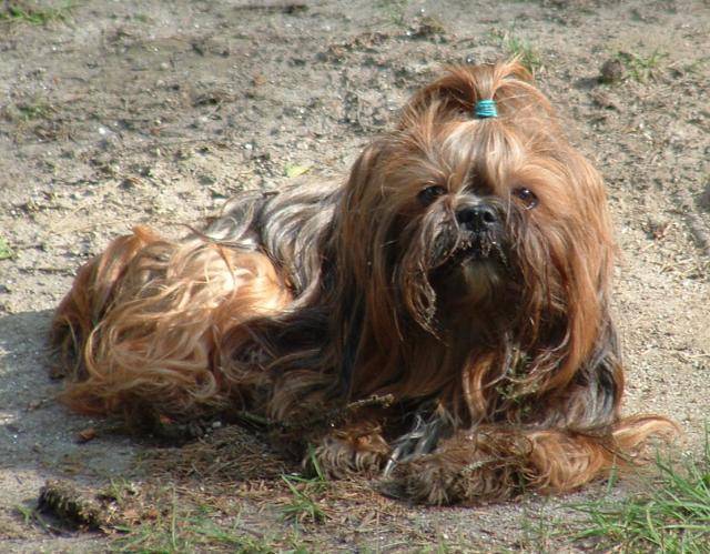 shitsu / lhassa apso? SOGWAI - Lhassa Apso