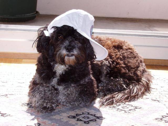 Lhassa Apso - Fauve - Lhassa Apso