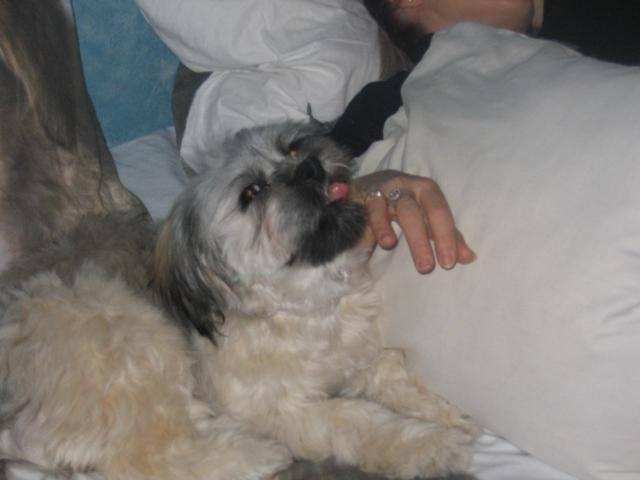 lhassa apso ( louna ) - Lhassa Apso