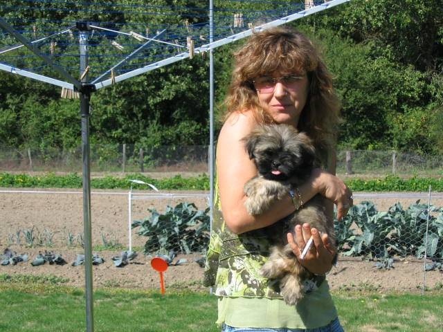 lhassa apso ( louna ) - Lhassa Apso