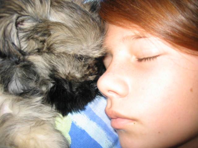 lhassa apso ( louna ) - Lhassa Apso