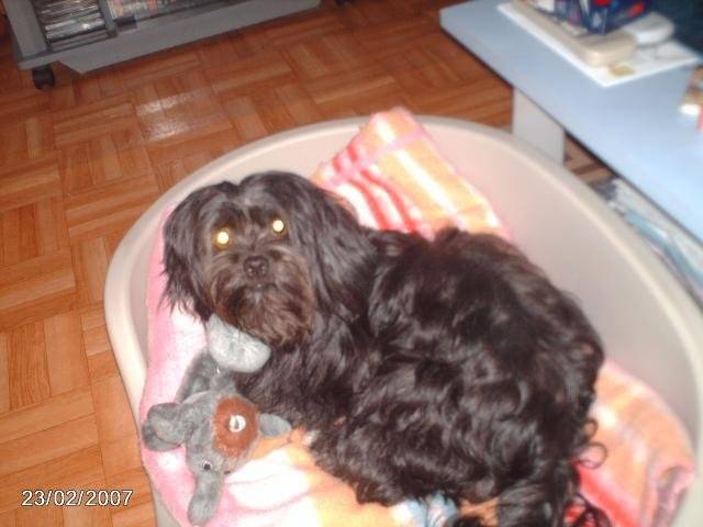 Chanel Croisée Lhassa Apso - Lhassa Apso
