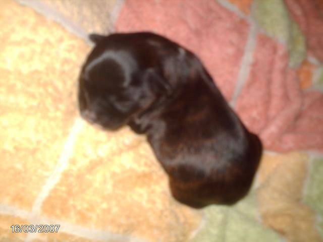 Shadow croisé lhassa apso - Lhassa Apso