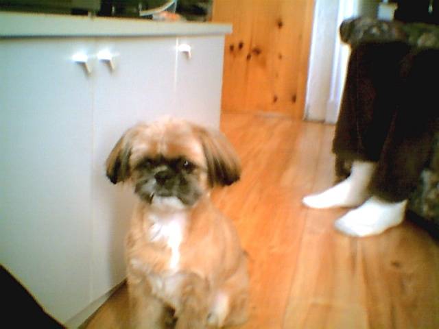 nounou lhasa apso - Lhassa Apso