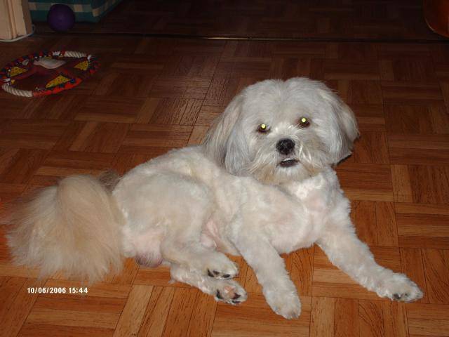 un lhassa apso , Youki - Lhassa Apso