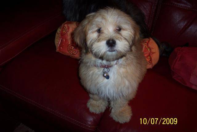 lhassa apso EPICE - Lhassa Apso