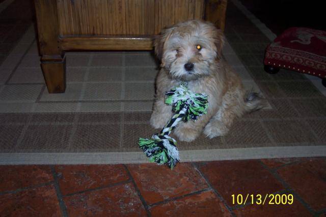 lhassa apso EPICE - Lhassa Apso