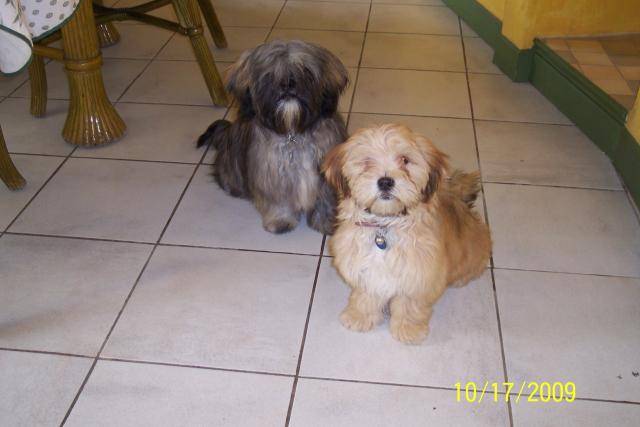 LHASSA APSO elit et epice - Lhassa Apso