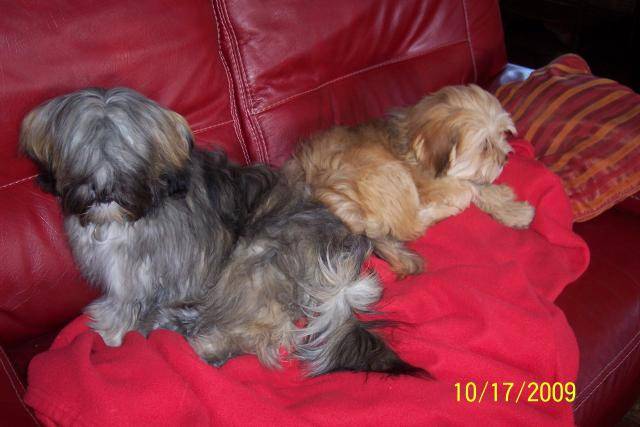 lhasa apso - Lhassa Apso