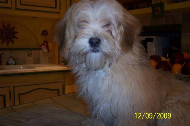 lhassa apso - Lhassa Apso