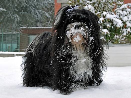 Louna Lhassa Apso - Lhassa Apso
