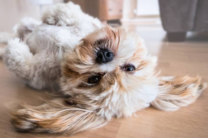 Photo Lhassa Apso