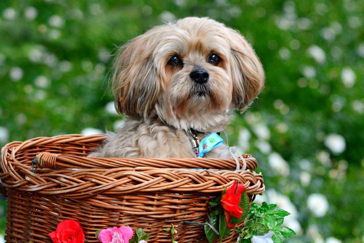 Photo Lhassa Apso