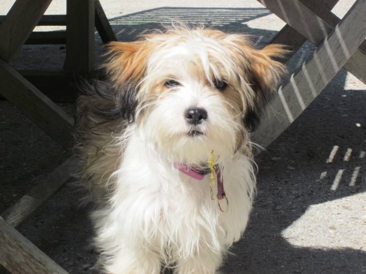 Swann - Lhassa Apso (8 mois)