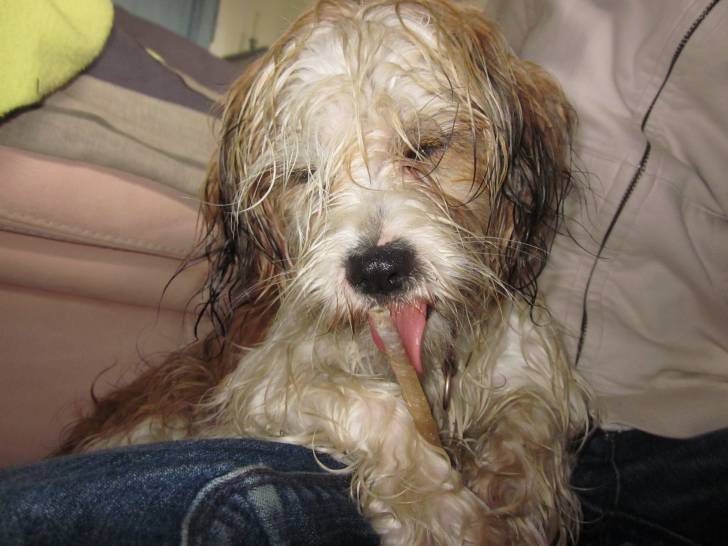 Swann - Lhassa Apso (8 mois)