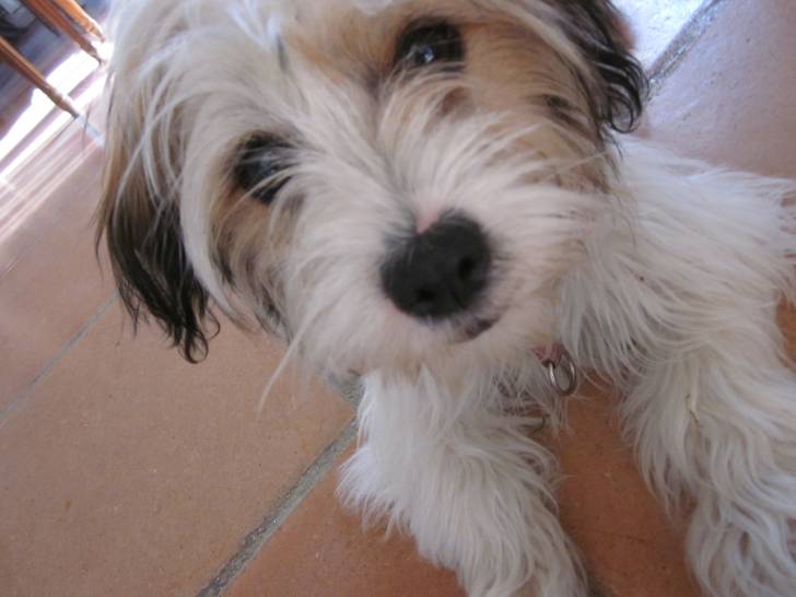 Swann - Lhassa Apso (9 mois)