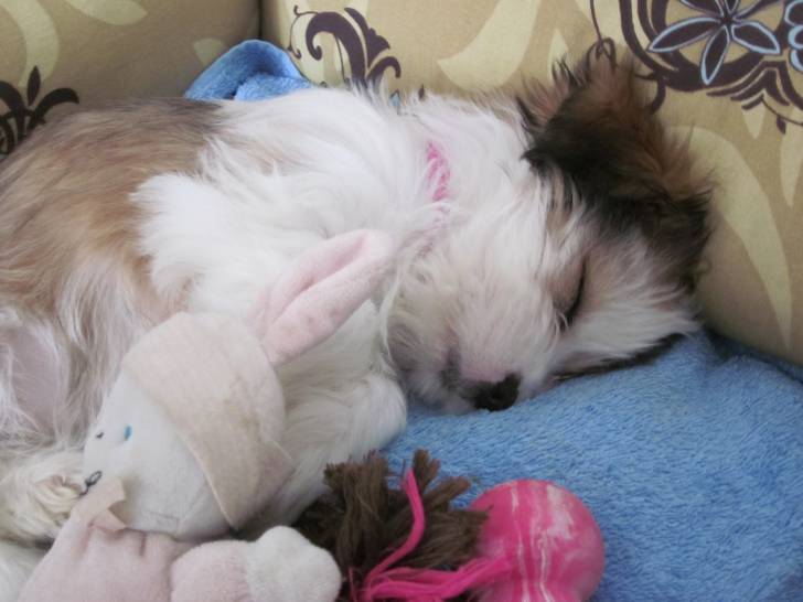 Swann - Lhassa Apso (6 mois)