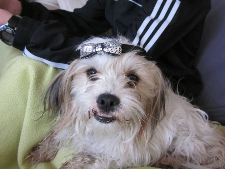Swann - Lhassa Apso (1 an)