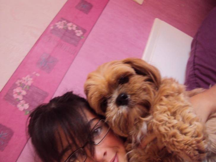 Elsa - Lhassa Apso (2 ans)