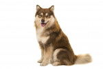 Photo Chien Finnois de Laponie