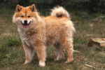 Photo Chien Finnois de Laponie