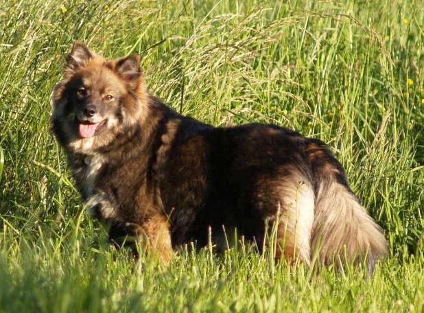 chien finnois de Laponie - Rahkkasan Biija - Chien Finnois de Laponie
