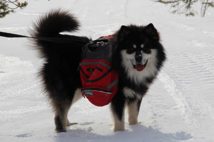 Photo Chien Finnois de Laponie