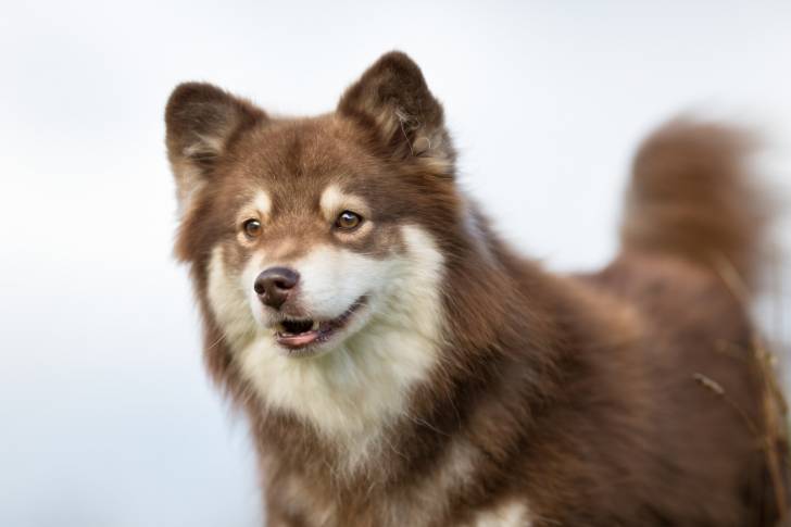 Photo Chien Finnois de Laponie