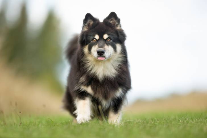Photo Chien Finnois de Laponie